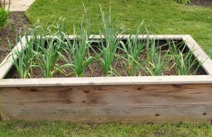 Growing Garlic In Containers