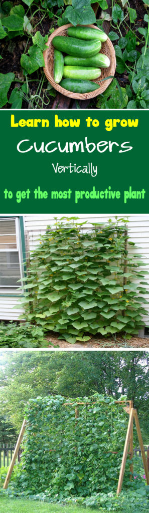 How to Grow Cucumbers 3
