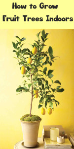 How to Grow Fruit Trees Indoors