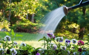 wateringcan-ccflcr-christophercraig