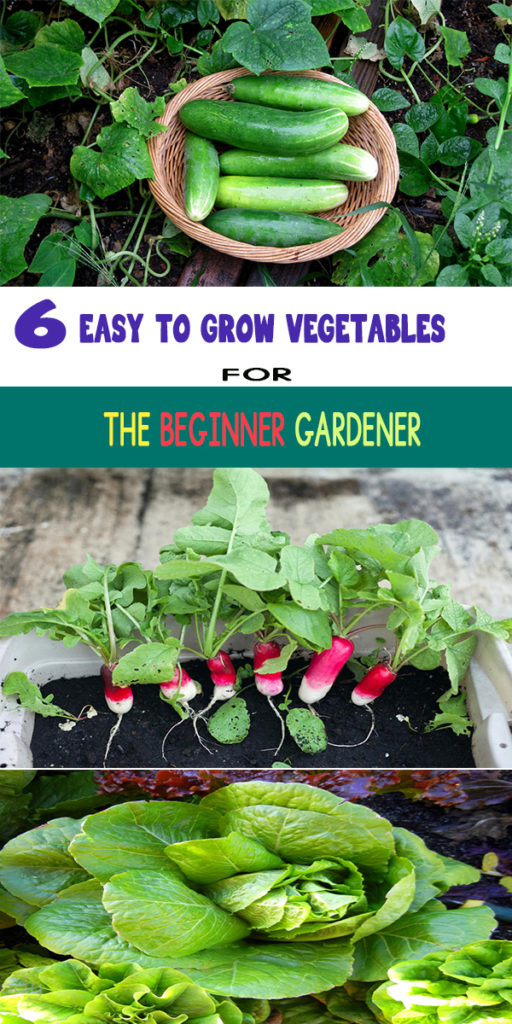 6 EASY TO GROW VEGETABLES FOR THE BEGINNER GARDENER
