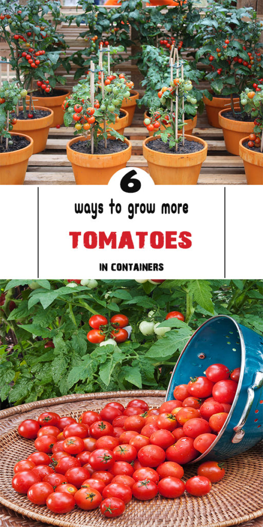 6 ways to grow more tomatoes in containers