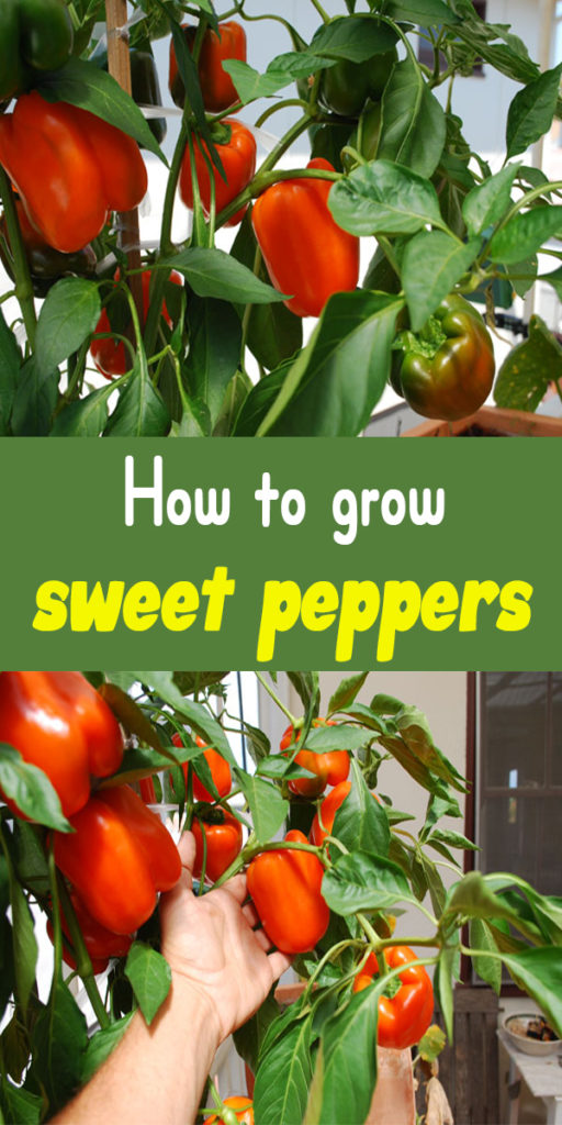 How to grow sweet peppers 1