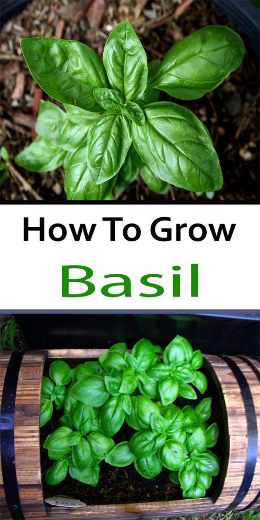 How To Grow Basil