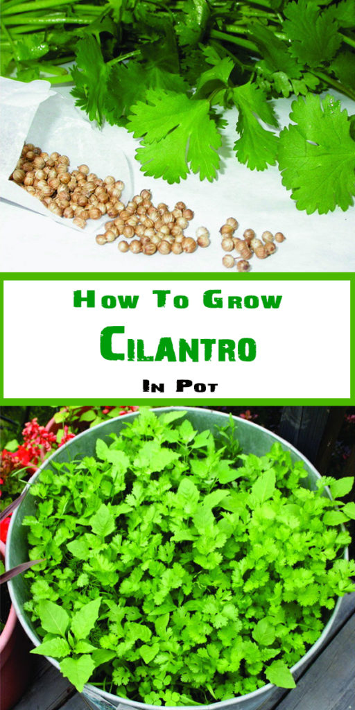 How To Grow  Cilantro In A Pot