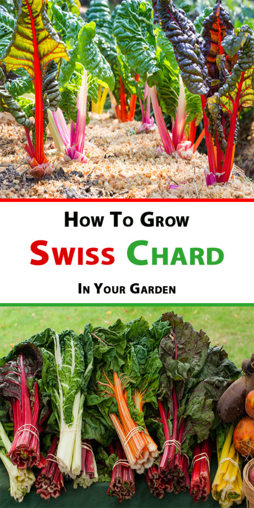 How To Grow Swiss 2
