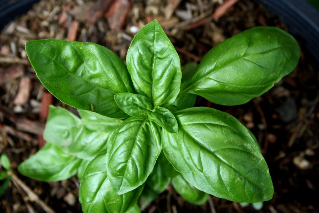 sweet-basil-plant