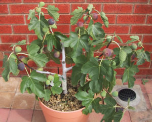 Fig in pots