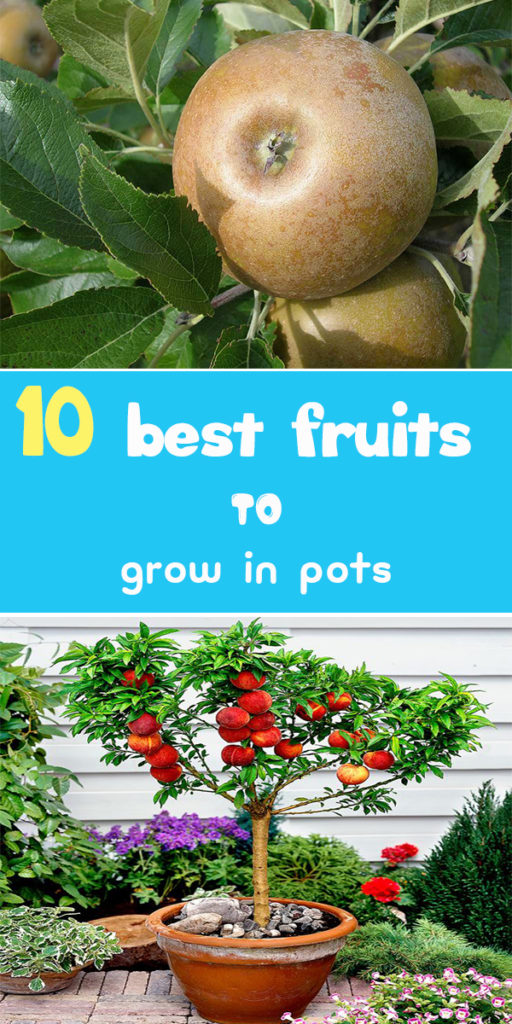 best-fruits-to-grow-in-pots-2