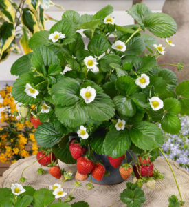 how-to-grow-your-own-strawberries