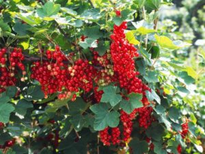 rx-dk-htg29801_red-currants_s4x3-jpg-rend