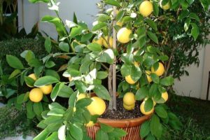 citrus3