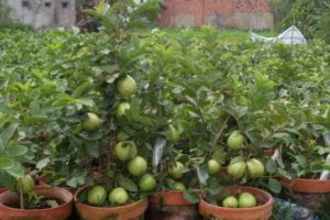 Guava in pots