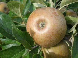 ergamont-apple