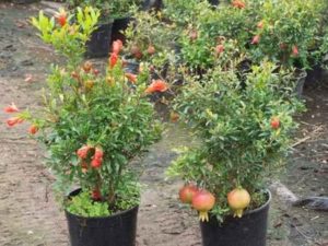 punica_flowers_fruit1