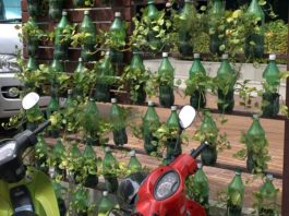 10 Plastic Bottle Vertical Garden Ideas