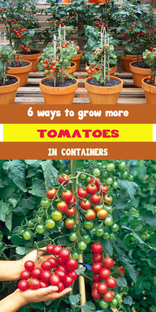 6 ways to grow more tomatoes in containers