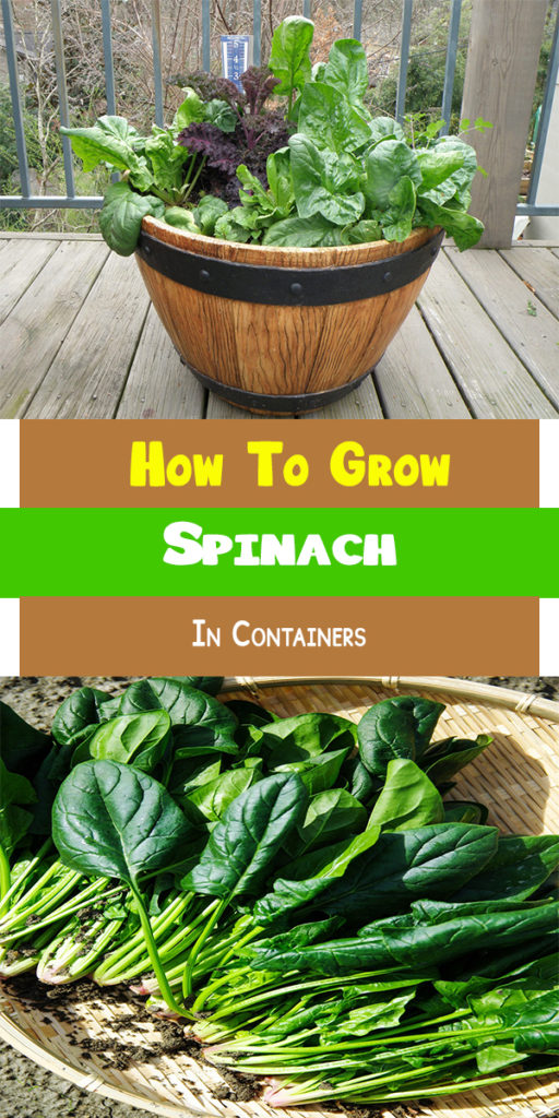 how-to-grow-spinach-in-pots-growing-spinach-in-containers-care