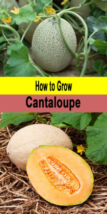 How to Grow Cantaloupe