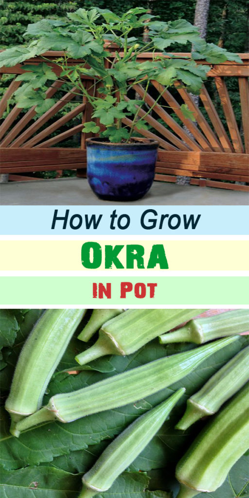 How To Grow Okra In Pot