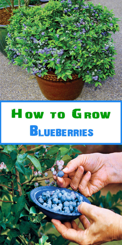 How to Grow Blueberries - gardening