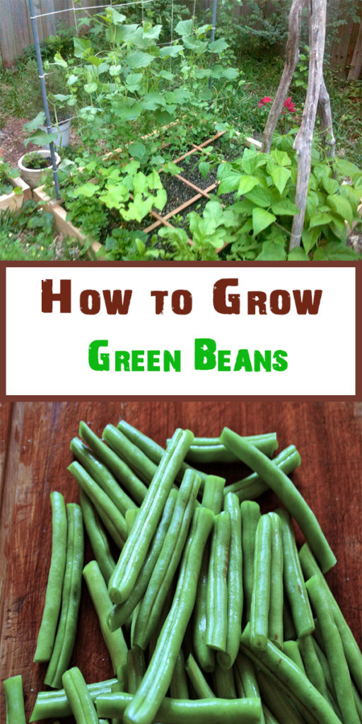 How to Grow Green Beans