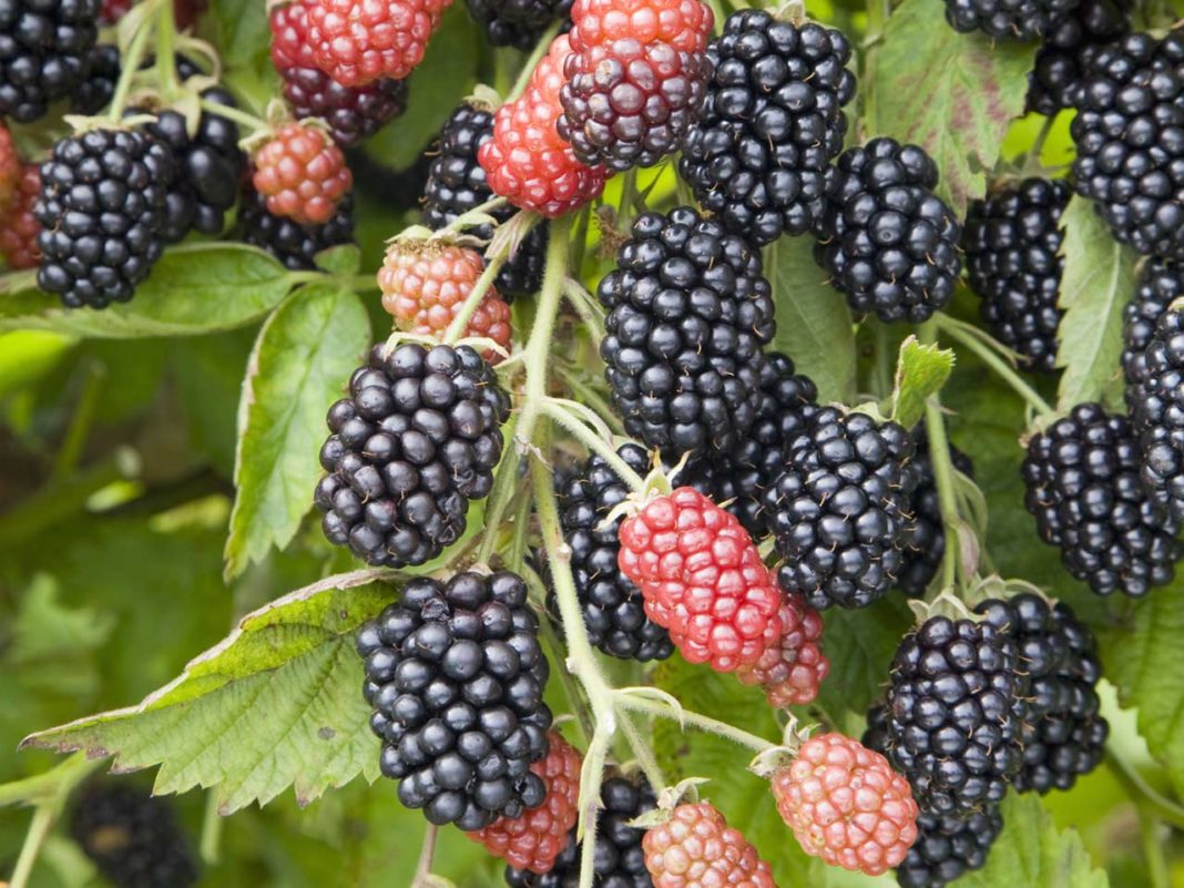 how to grow blackberries