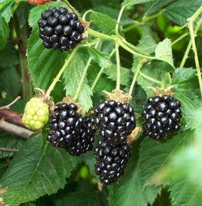 how to grow blackberries