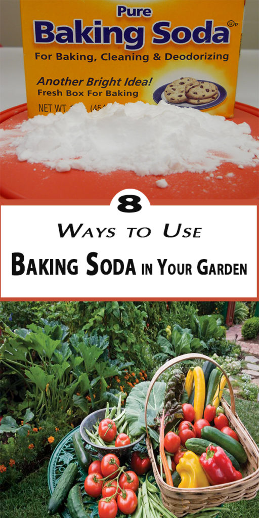 Ways To Use Baking Soda In Your Garden