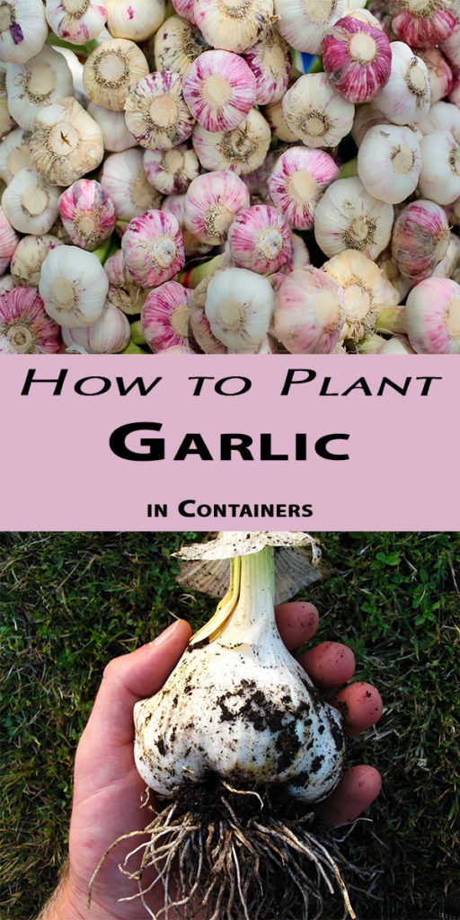 How to Plant Garlic in Containers